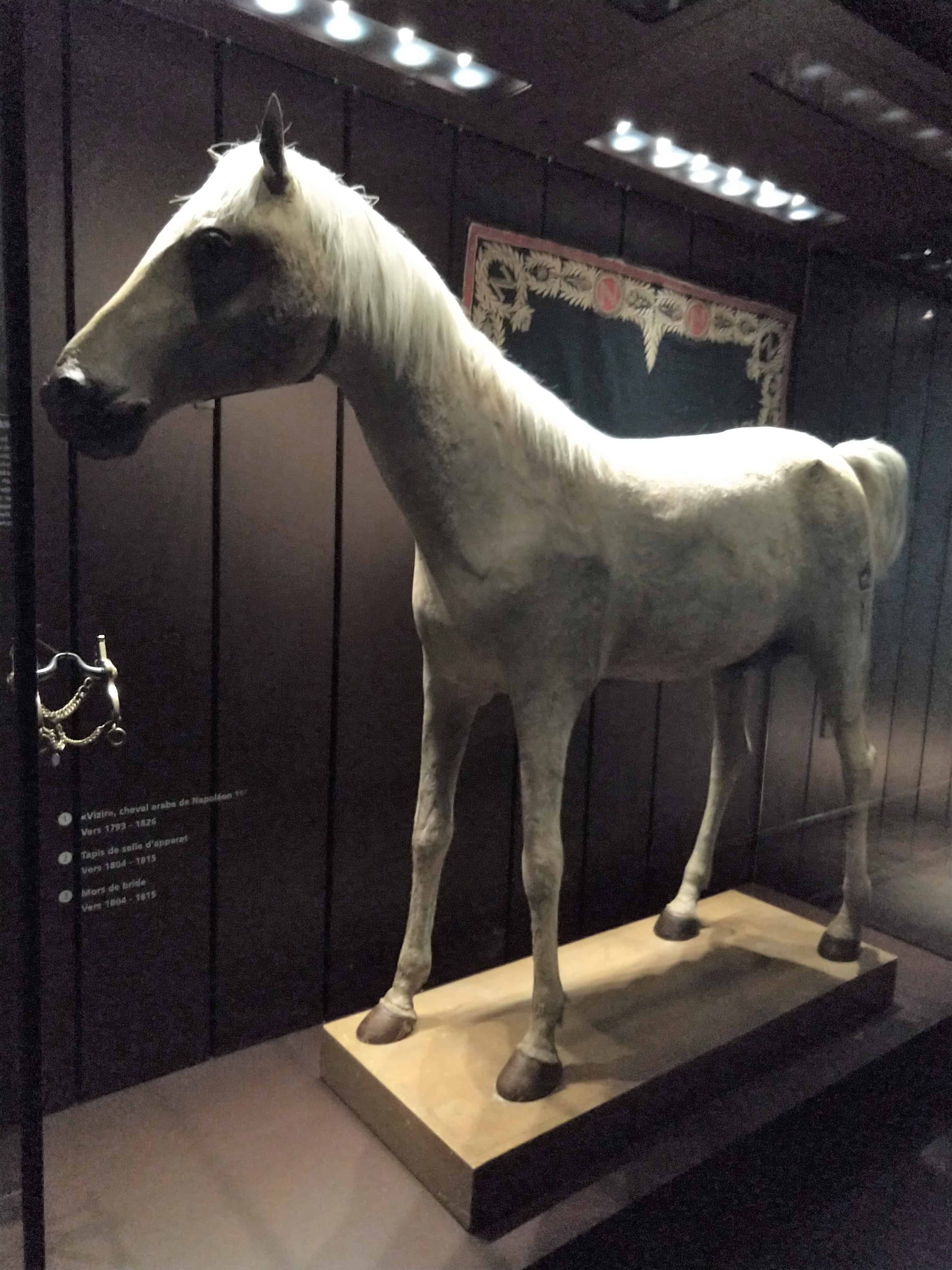 Cavalo de Napoleão no Museu do Exército